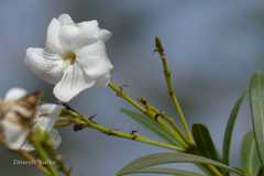 Nerium oleander